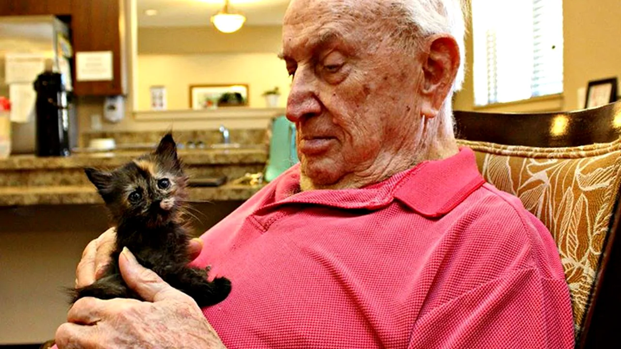 retirement-home-shelter-cats-3 