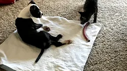 Galerie foto - Poza #3