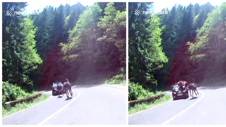 Dacia Sandero vs. cal galopant! Intalnirea neasteptata pe care au avut-o pe Transfagarasan. Momentul impactului e groaznic VIDEO