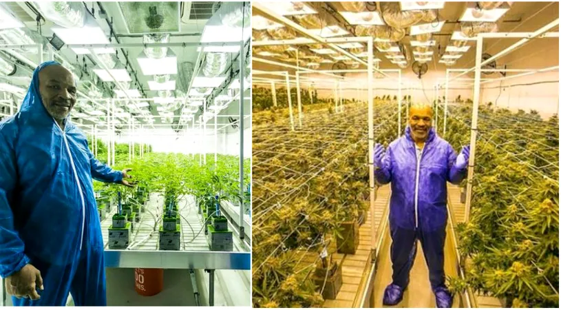 Ferma de cannabis a lui Mike Tyson. Asa arata proprietatea imensa pe care vrea sa cultive doar planta psihotropa