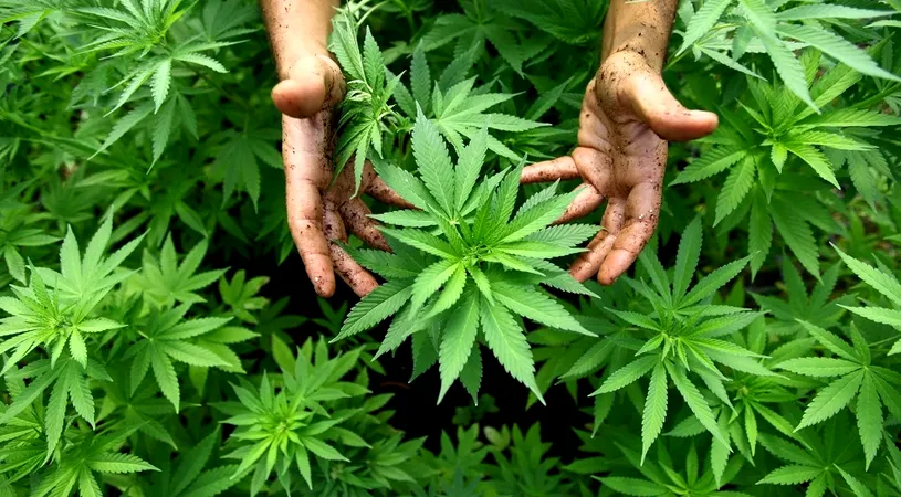 Plante de cannabis de 2,5 metri înălţime, găsite după percheziții în Mehedinți
