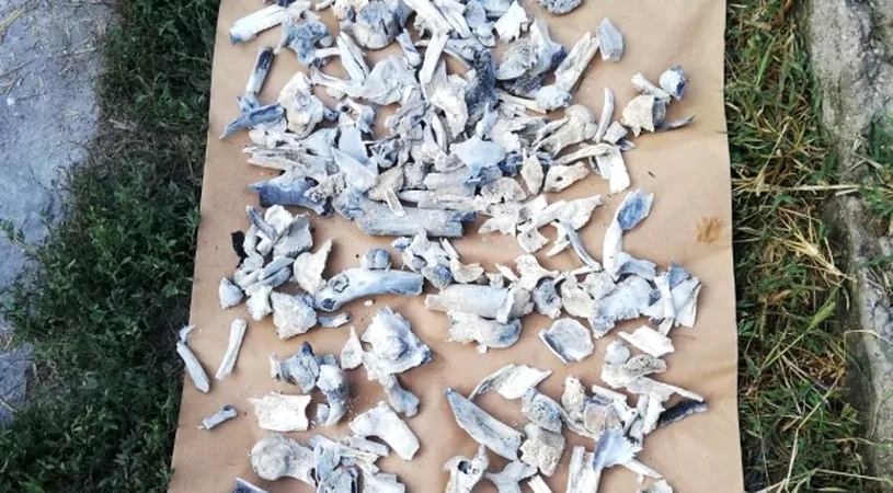 Directorul INML, explicatii de ultima ora despre reluarea testelor ADN in cazul de la Caracal