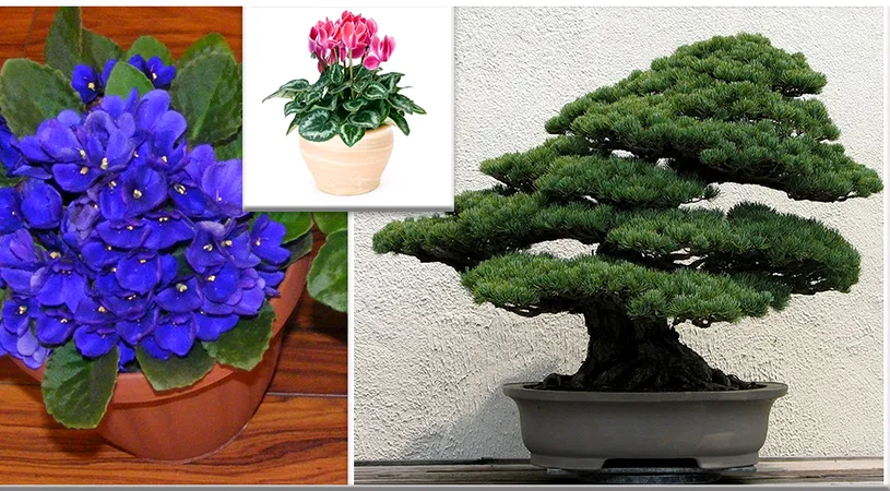 Plantele care iti dau energie. Ce flori trebuie sa cresti in apartamentul tau