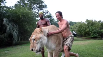 E cea mai mare felina din lume! Ligrul asta are 320 de kilograme si mananca zilnic 10 kg de carne! Cum arata si cat este de masiv! VIDEO