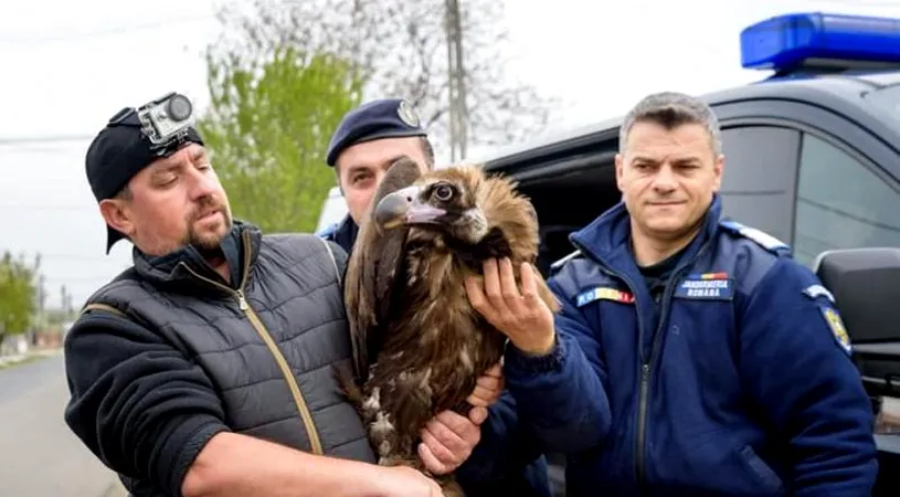 Un vultur plesuv, specie disparuta de peste 100 de ani din Romania, a fost gasit intr-o curte din Vrancea! Era monitorizat prin GPS si l-au ridicat imediat jandarmii!