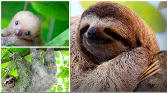 De ce iubim lenesii: 15 curiozitati despre unele dintre cele mai simpatice mamifere