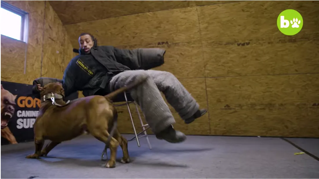 VIDEO! Imagini salbatice. Cel mai puternic pitbull din lume isi ataca stapanul in timpul unor antrenamente. Fiara l-a aruncat de pe scaun si nu i-a mai dat drumul!