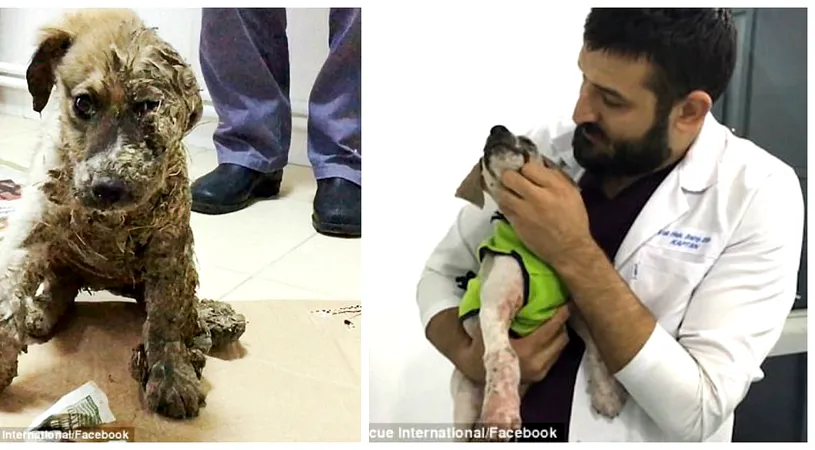 Povestea lui Pascal, cainele acoperit cu lipici si lasat sa moara! A fost salvat in ultima clipa si acum arata senzational!