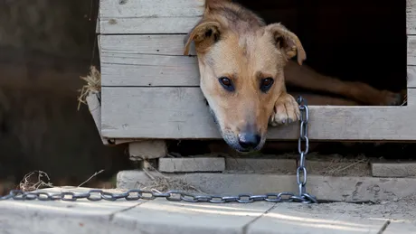 Lege pentru românii care locuiesc la casă și au câini în curte! Proprietarii pot primi amendă de 500 de lei