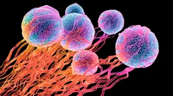 Galerie foto - Poza #1