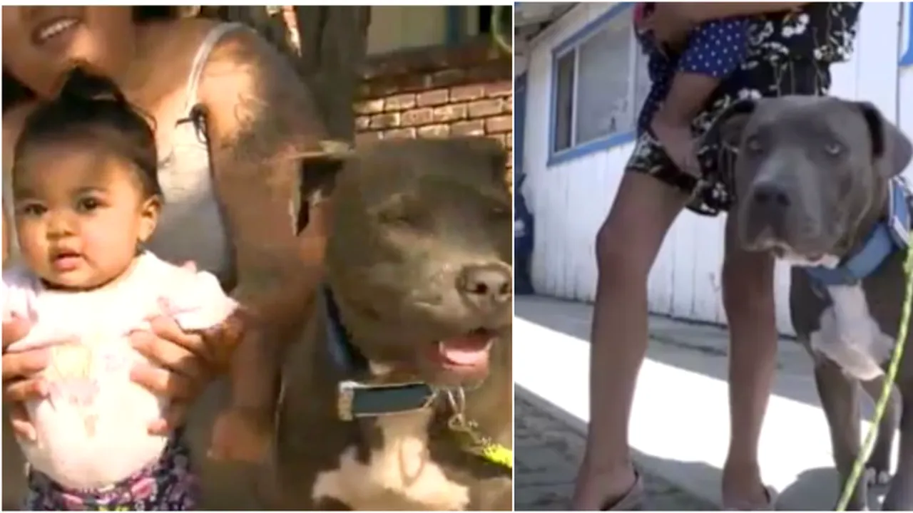 Bebelus salvat de pitbull 
