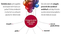 Galerie foto - Poza #4