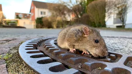 Experții avertizează: șobolanii s-ar putea înmulți din cauza coronavirusului și ar putea deveni mai agresivi