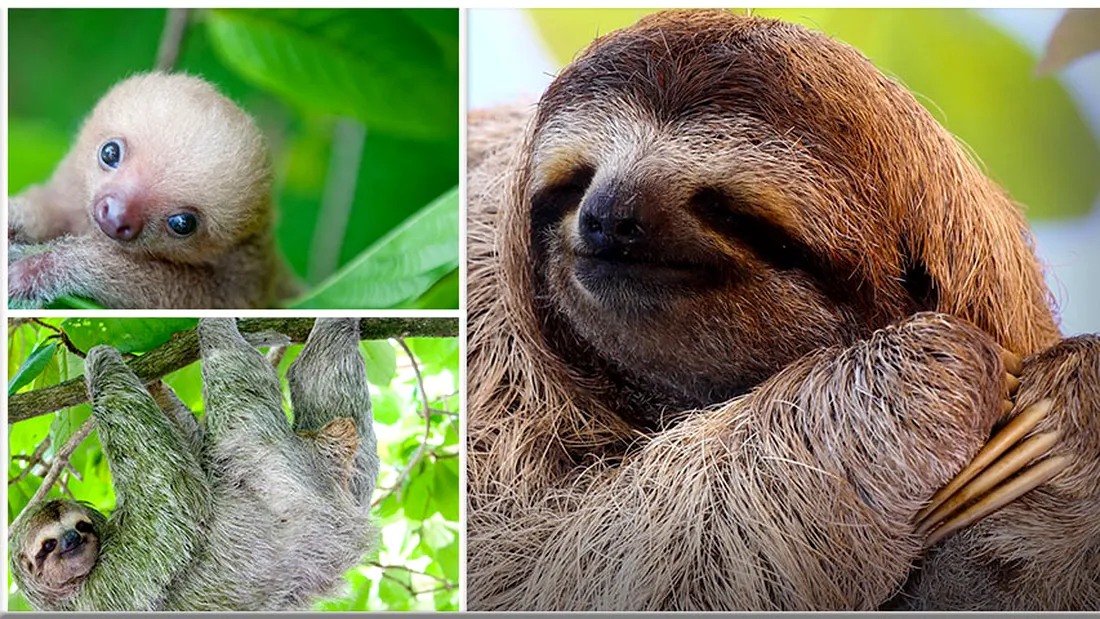 De ce iubim lenesii: 15 curiozitati despre unele dintre cele mai simpatice mamifere