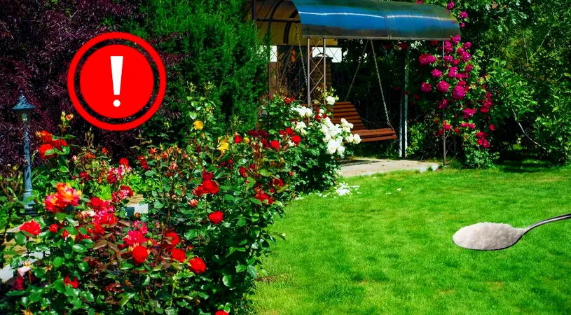 De ce ar trebui să lași o lingură de zahăr în grădină, atunci când e caniculă?