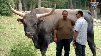 Vacile astea au cele mai lungi coarne din lume. N-ai vazut niciodata asa ceva. Cat masoara in lungime si cum se cheama rasa!