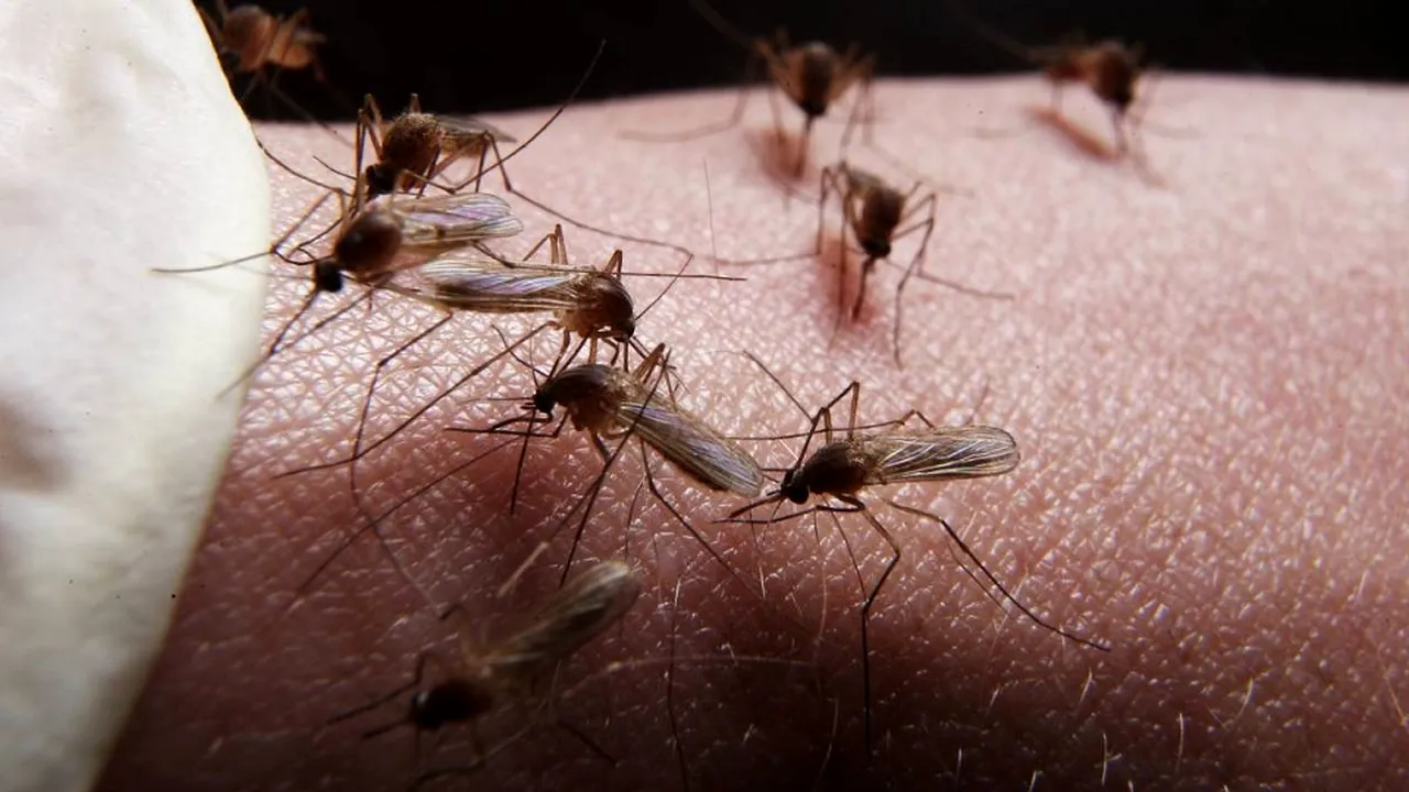 Virusul West Nile a innebunit Romania! La doar cateva zile dupa ce un barbat din Orade a murit, virusul face probleme si in Caras-Severin (3) 