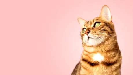Singurul fruct care face pisicile fericite. Specialiștii veterinari îl recomandă zilnic