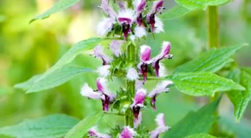 Talpa-gastei, un remediu pentru mai multe afectiuni! Ce proprietati benefice are aceasta planta