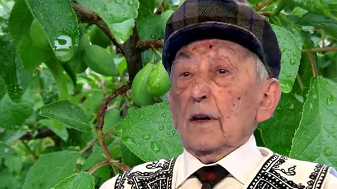 Frunzele de prun elimină cheagurile și desfundă vasele de sânge. Rețeta marelui profesor Ovidiu Bojor