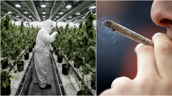 Cea mai mare tara care va legaliza marijuana! Locuitorii vor putea comanda de pe internet produsele cu efecte psihotrope!