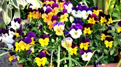 Galerie foto - Poza #4