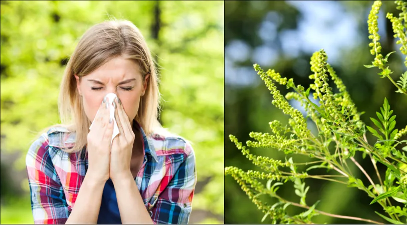 Alergia la ambrozie. Cel mai eficient tratament în combaterea unei probleme medicale ce poate cauza moartea