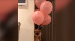 Galerie foto - Poza #4