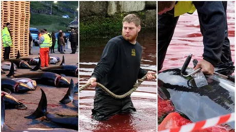 Imagini revoltatoare realizate pe o plaja! Sute de delfini au fost macelariti cu multa cruzime. De ce locuitorii acestei tari ii ucid cu bestialitate