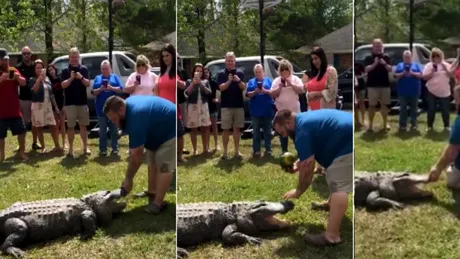 Barbatul a adus un aligator la petrecere si a inceput sa se lupte cu fiara salbatica! Invitatii nici n-au banuit ce avea sa urmeze VIDEO