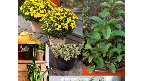 Zece plante care atrag energiile pozitive şi bunăstarea în casa ta
