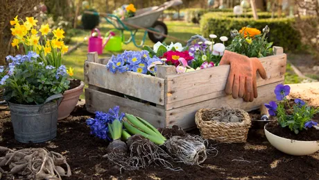 Adio, produse chimice. Ce să semănați în grădina de legume în toamnă pentru a uita de buruieni în primăvară