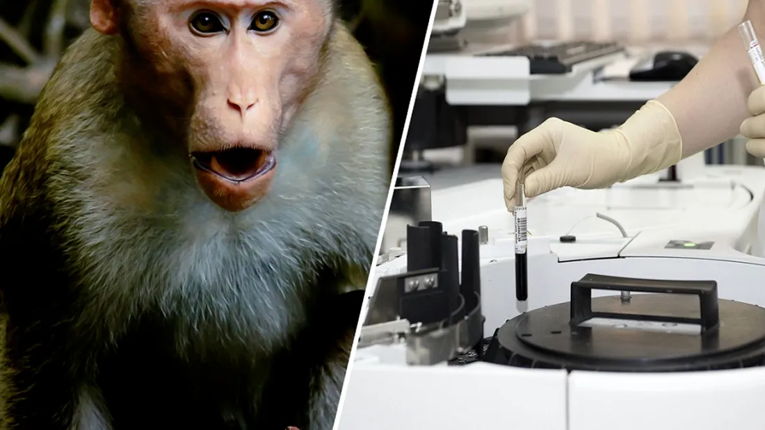 A fost creat primul embrion de om incrucisat cu maimuta, din lume!