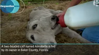 Era o sansa la 400 de milioane, dar totusi s-a intamplat! Cum arata si cum traieste vitelul cu doua capete