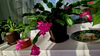 Cum să readuci cactusul de Crăciun la viață. Ingredientul simplu care stimulează înflorirea spectaculoasă