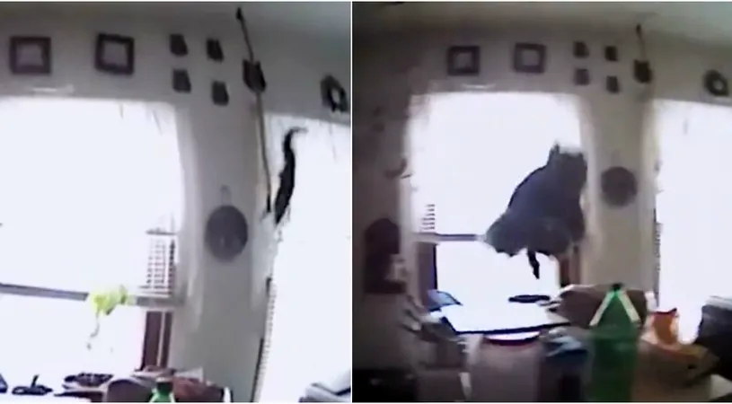 Veverita asta si-a facut de cap intr-un apartament, dar a fost prinsa si filmata! Ce se intampla in doar cateva secunde intrece orice imaginatie VIDEO