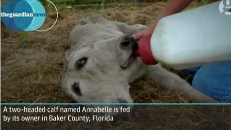 Era o sansa la 400 de milioane, dar totusi s-a intamplat! Cum arata si cum traieste vitelul cu doua capete
