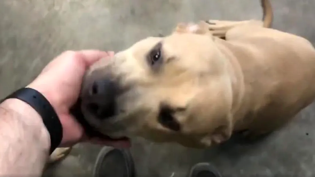 Povestea câinelui pitbull-erou care a murit în timp ce proteja doi copii de un șarpe veninos