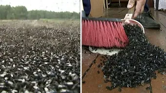 Milioane de muste au invadat un sat! Oamenii sunt terifiati: ‘E apocalipsa! Le strangem cu galeata’ VIDEO