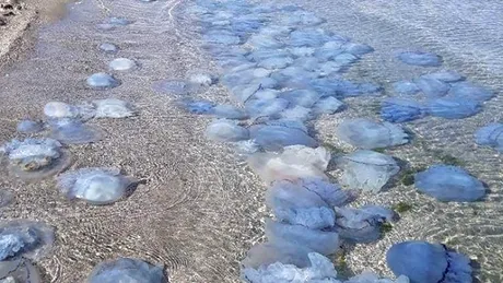 Plaja din Mamaia a fost invadata de meduze uriase. Fenomenul a devenit des intalnit
