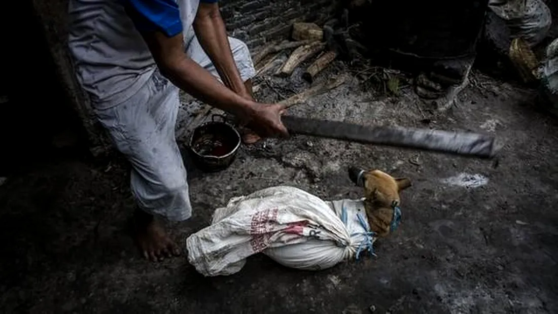 Imagini revoltatoare! Cum sunt macelariti cainii in Indonezia, una dintre putinele tari unde carnea lor inca este comestibila! Peste 100.000 de animale pe an sfarsesc asa