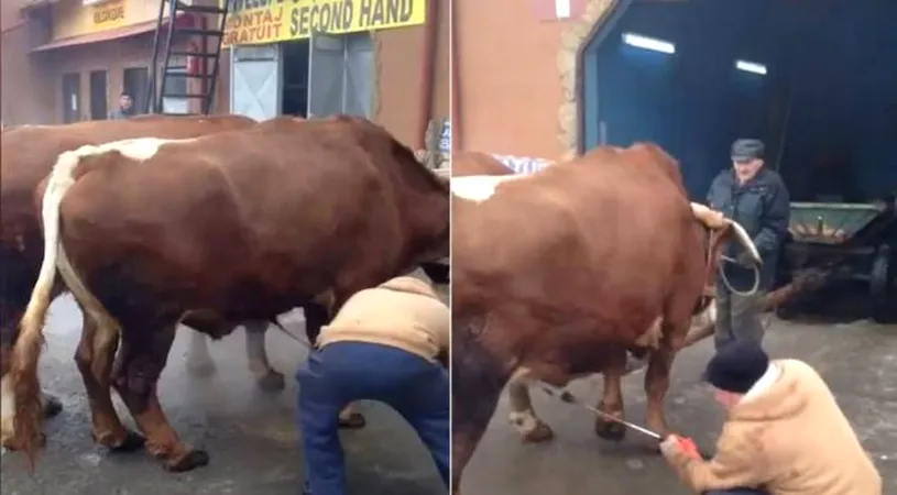 Un taran din Fagaras s-a dus cu caruta trasa de doi boi la spalatorie iar ce a urmat este deja viral pe Facebook! VIDEO monumental
