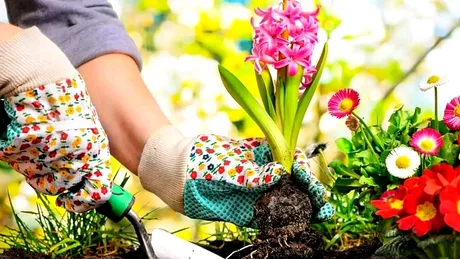 Top 5 flori bulboase de vară care se plantează în aprilie