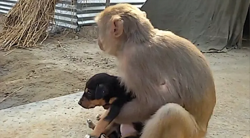 O maimuta macac a facut un gest de mama: a adoptat un pui de catel abandonat pe strada! Povestea lor este emotionanta
