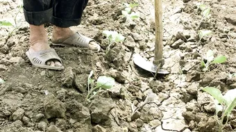 Romania traverseaza cea mai grava seceta din ultimii 50 de ani, dar nimeni nu-si da seama! Tu stii cand a plouat ultima data?