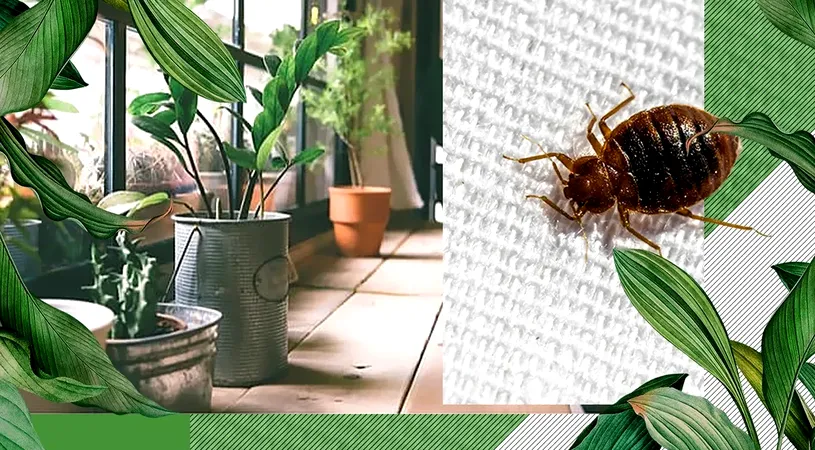 Plantele care îndepărtează ploșnițele din casă. Poţi scăpa rapid de insectele nedorite