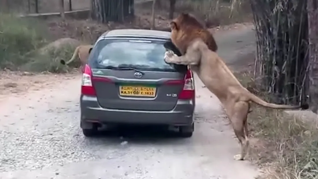 Un grup de turisti a trecut printr-un calvar dupa ce masina in care se aflau a fost atacata de un leu nervos! Totul a fost filmat VIDEO