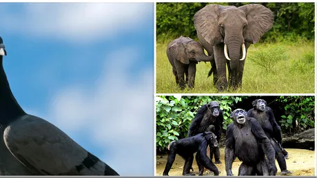 Animale mai inteligente decat oamenii. Care sunt asemanarile dintre noi si delfini!