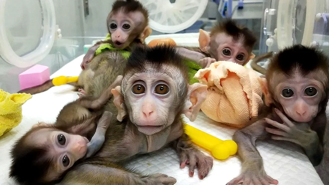 Maimute modificate genetic. Creierul primatelor seamana cu cel al oamenilor! Aparitia animalelor a starnit controverse