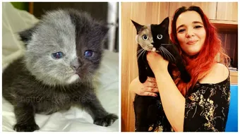 Pisicuta asta s-a nascut cu doua fete! Cum arata specimenul extrem de rar? VIDEO